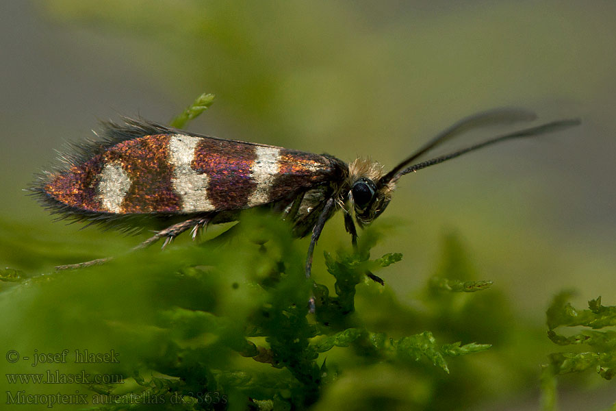 Kirjoleukaperhonen Micropterix aureatella