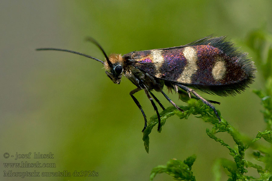 Gebandeerde oermot Kirjoleukaperhonen Micropterix aureatella