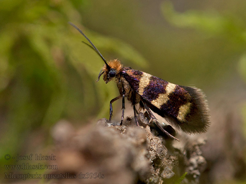 Chrostíkovník lesní Gebandeerde oermot Kirjoleukaperhonen Micropterix aureatella