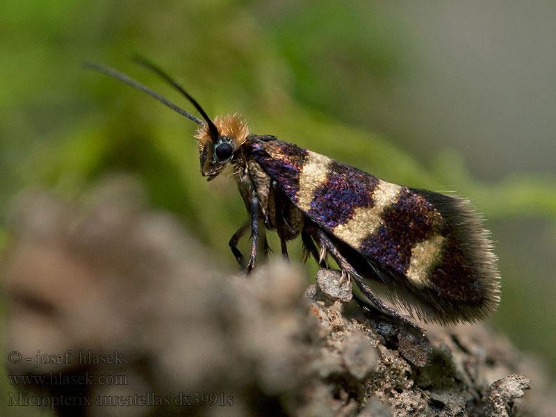 Micropterix aureatella Chrostíkovník lesní