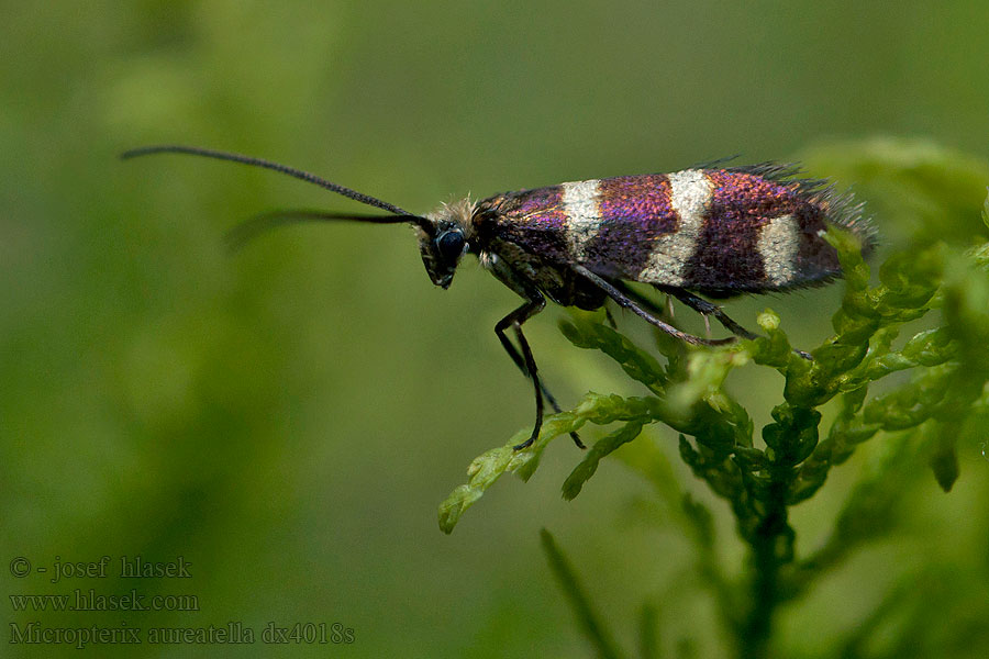 Micropterix aureatella Chrostíkovník lesní Gebandeerde oermot