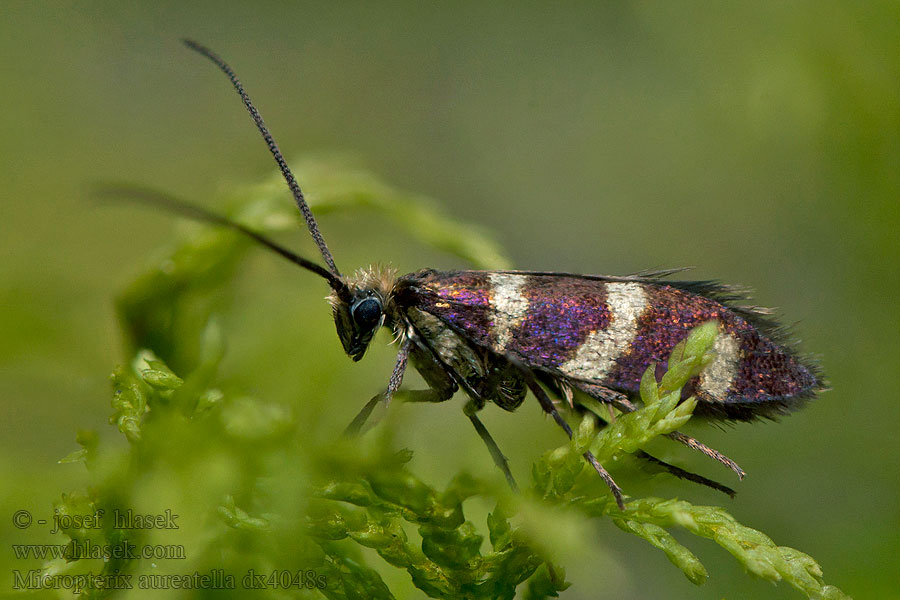 Micropterix aureatella Chrostíkovník lesní Gebandeerde oermot Kirjoleukaperhonen
