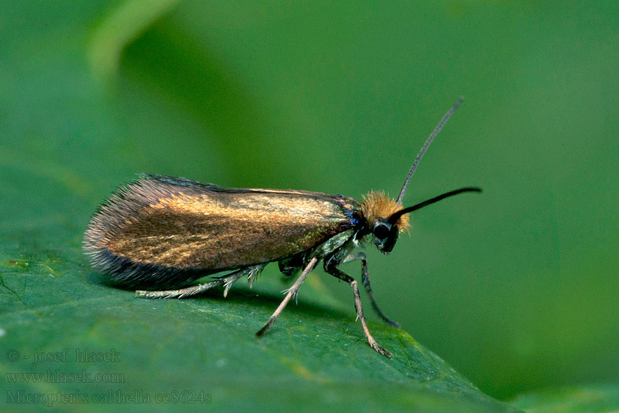 Micropterix calthella sylesiaca Chrostíkovník blatouchový