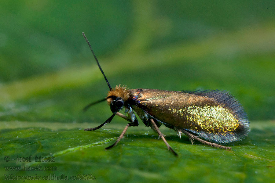 Micropterix calthella sylesiaca Dotterbloemoermot Kultaleukaperhonen