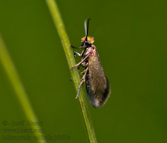  Micropterix calthella