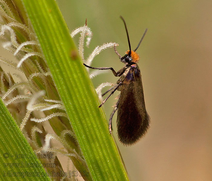  Micropterix calthella sylesiaca