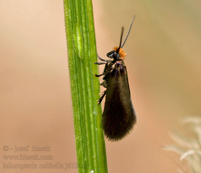  Micropterix calthella sylesiaca