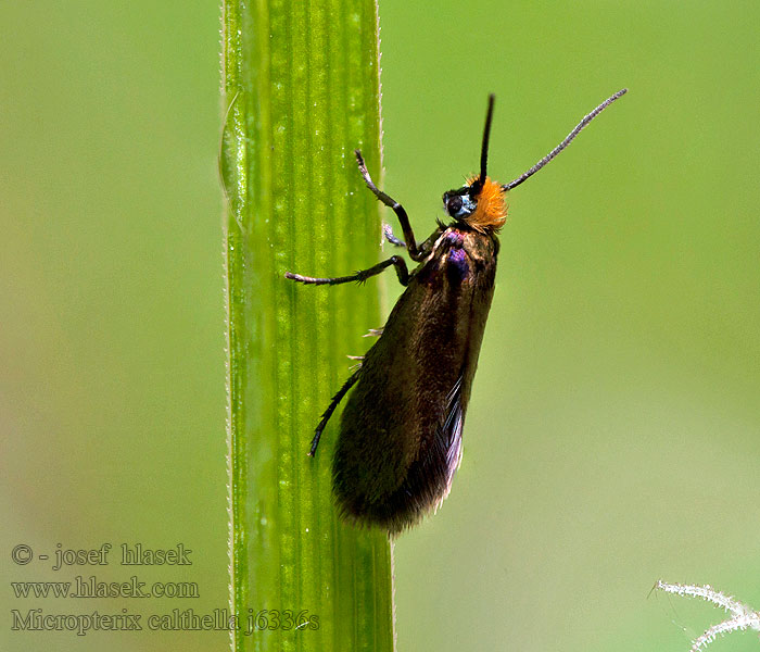  Micropterix calthella sylesiaca