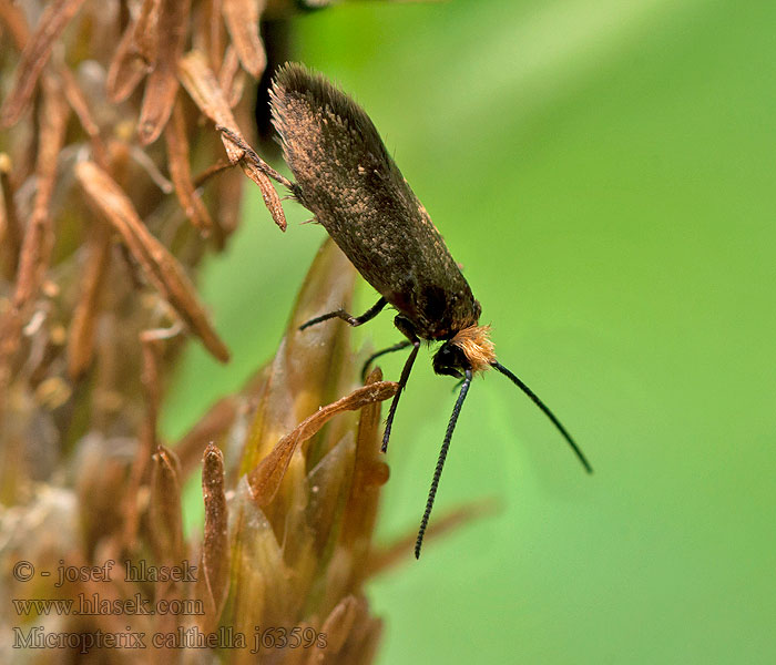  Micropterix calthella sylesiaca