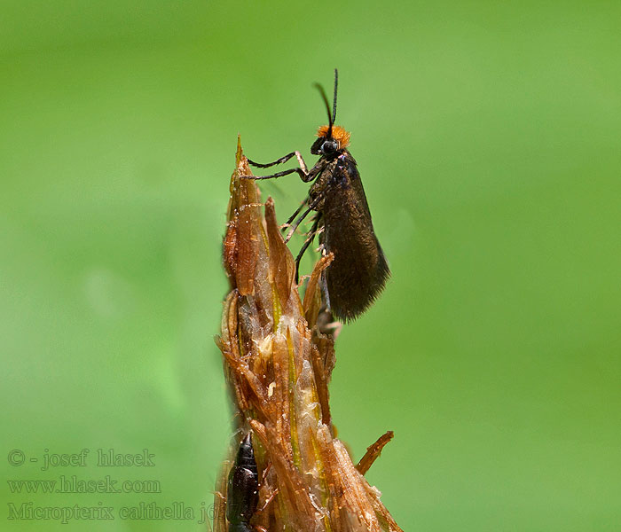  Micropterix calthella sylesiaca