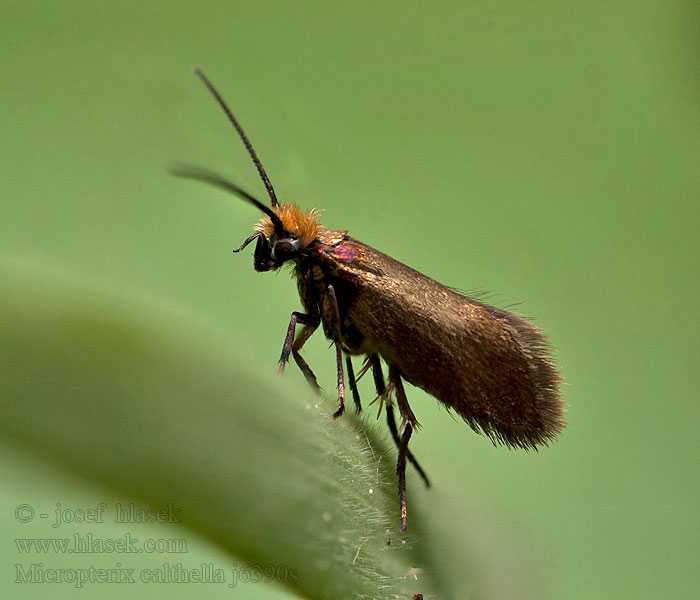 Chrostíkovník blatouchový Micropterix calthella sylesiaca