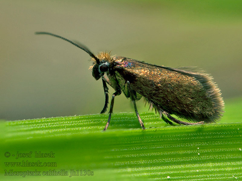 Dotterbloemoermot Kultaleukaperhonen Micropterix calthella