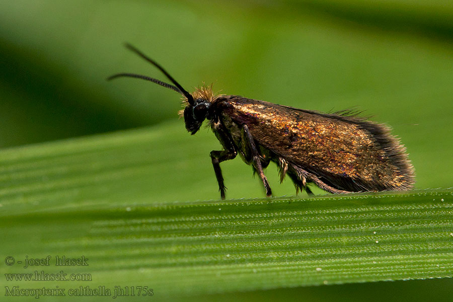 Chrostíkovník blatouchový Micropterix calthella