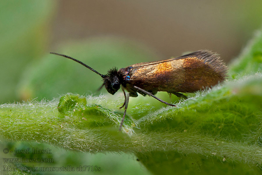 Micropterix mansuetella Black-headed Gold Zeggenoermot