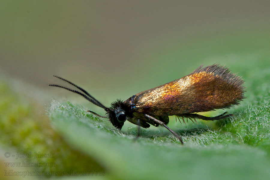 Micropterix mansuetella Pohjanleukanen Starrkäkmal