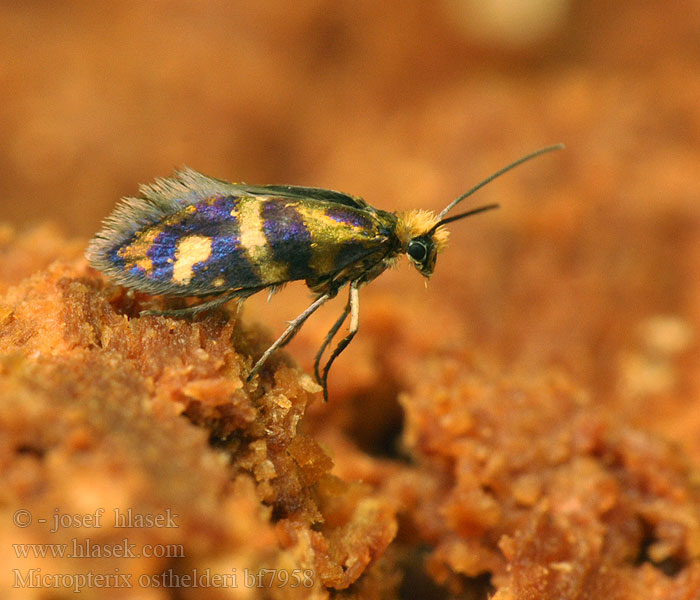 Micropterix osthelderi Bergoermot