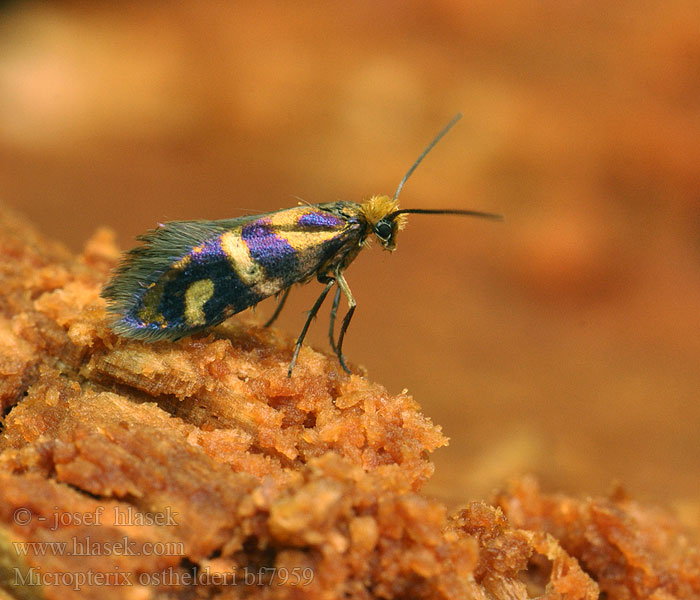 Bergoermot Micropterix osthelderi