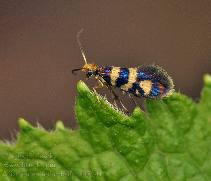 Micropterix rothenbachii