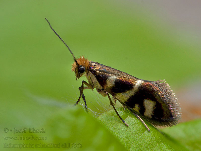 Gelderse oermot Micropterix schaefferi