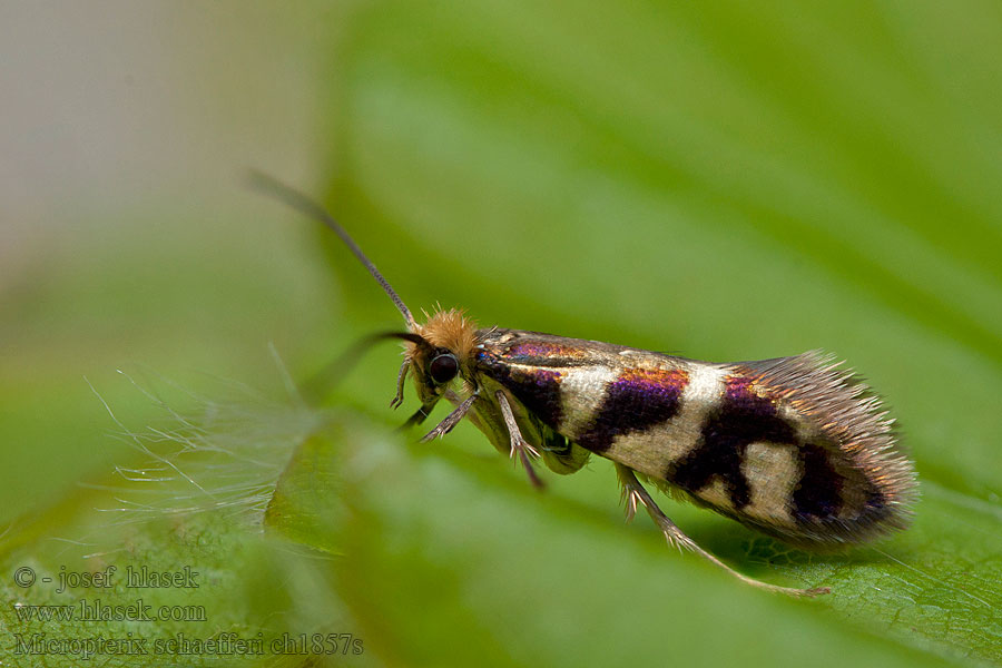 Micropterix schaefferi