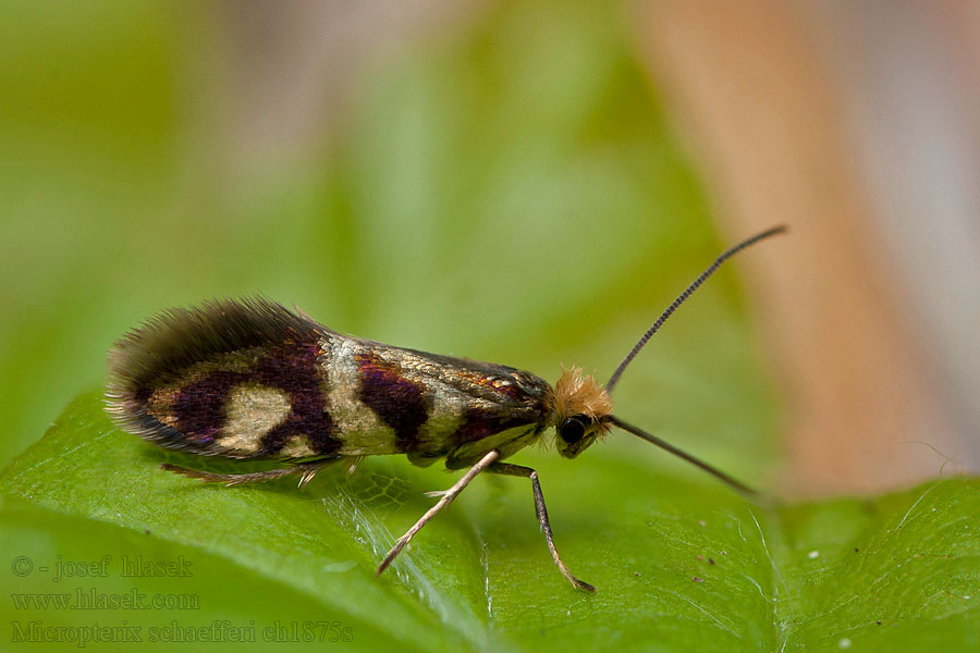 Micropterix schaefferi