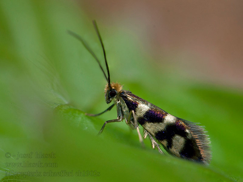 Micropterix schaefferi