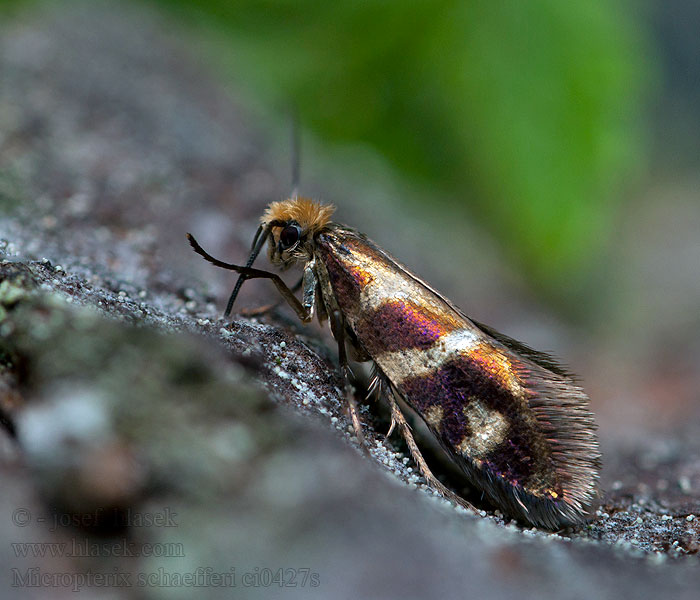 Micropterix schaefferi Gelderse oermot 