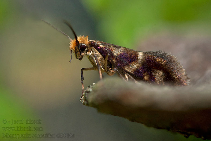 Gelderse oermot Micropterix schaefferi