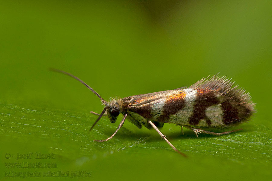 Micropterix schaefferi