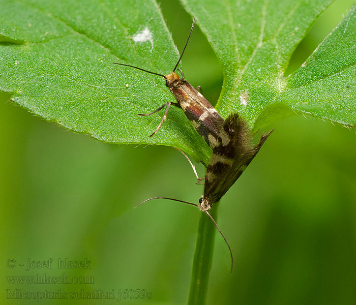 Micropterix schaefferi