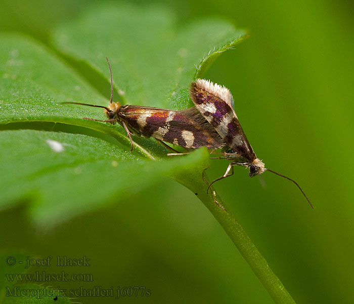 Micropterix schaefferi