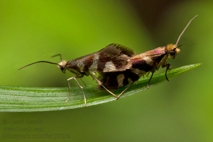 Micropterix schaefferi