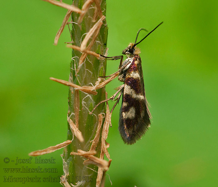 Micropterix schaefferi