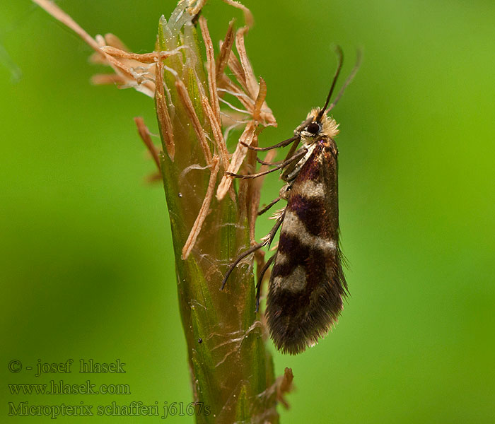 Micropterix schaefferi