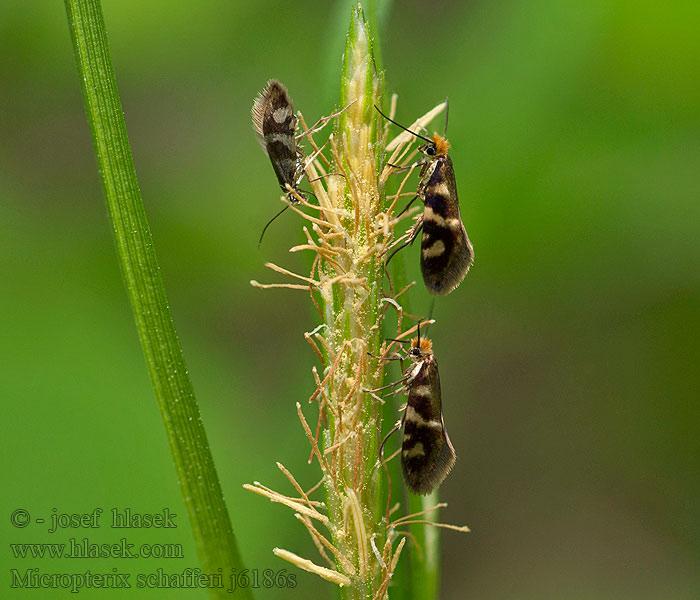 Micropterix schaefferi