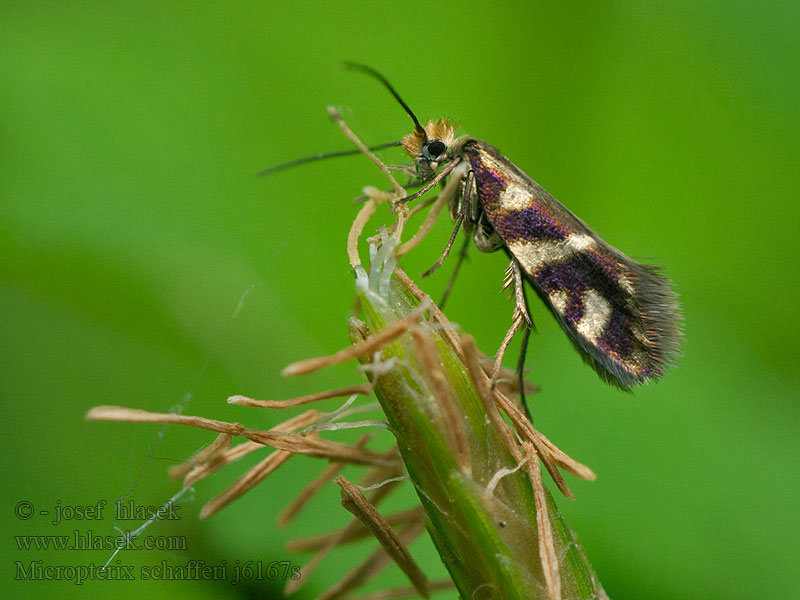 Micropterix schaefferi