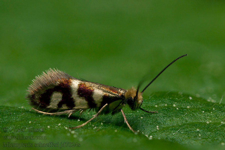 Micropterix schaefferi