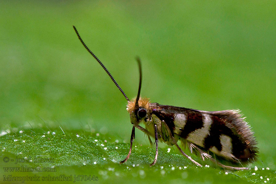 Micropterix schaefferi