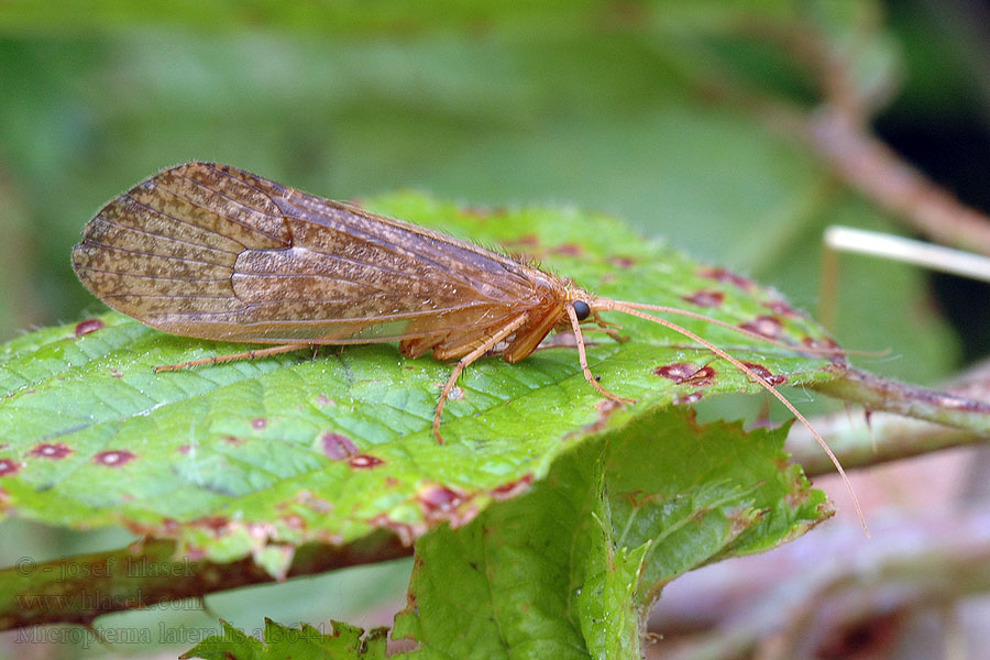 Micropterna lateralis