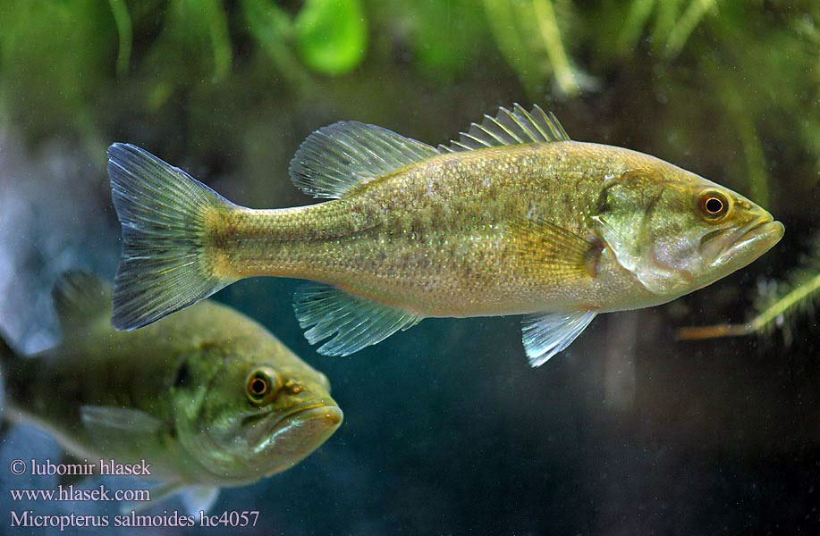 Micropterus salmoides Largemouth Bass Forellenbarsch