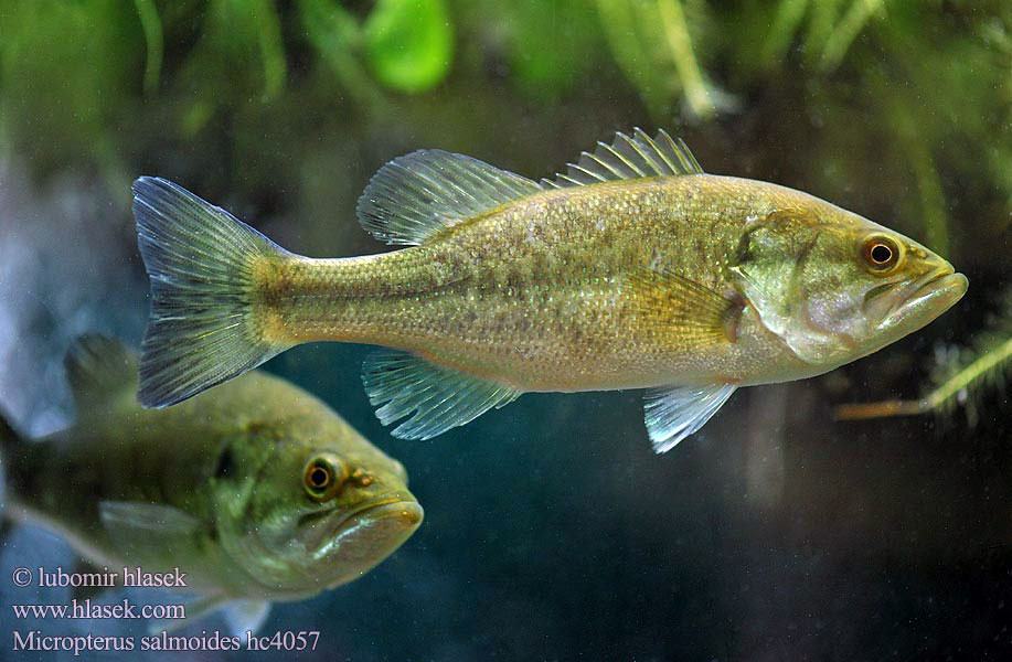 Micropterus salmoides hc4057