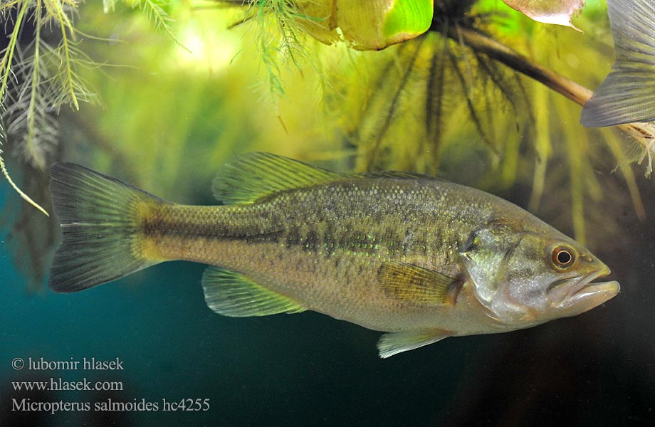 Micropterus salmoides hc4255