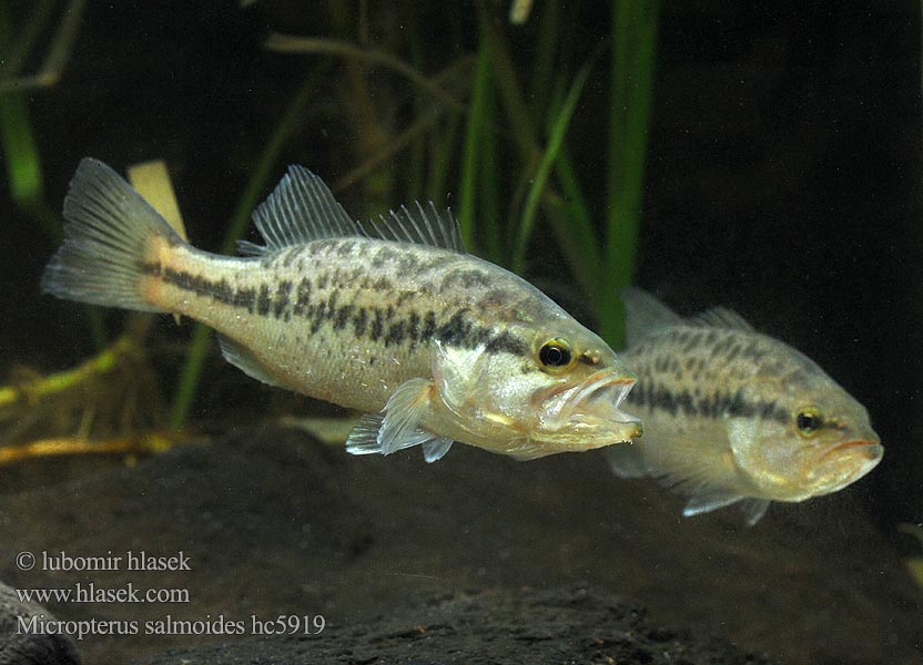 Micropterus salmoides hc5919