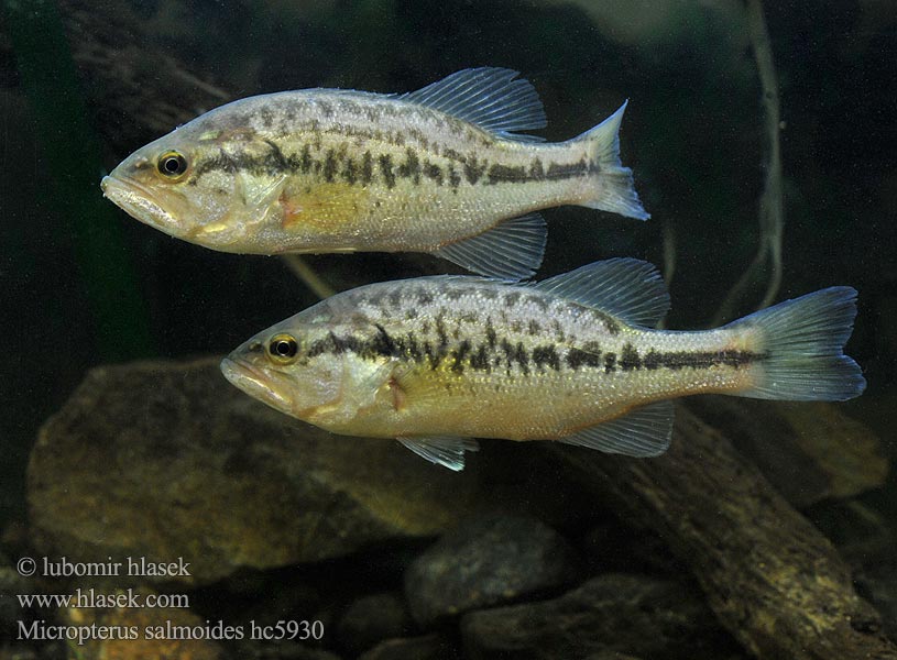 Bass wielkogębowy Okounek pstruhový Öringabborre