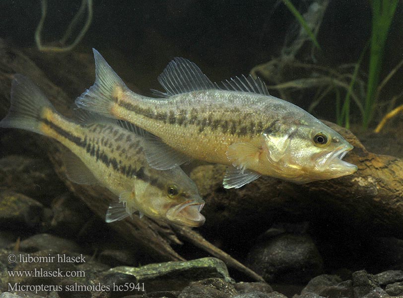 Micropterus salmoides hc5941