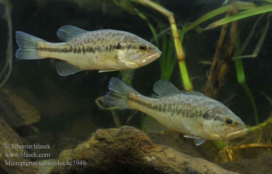 Micropterus salmoides hc5949