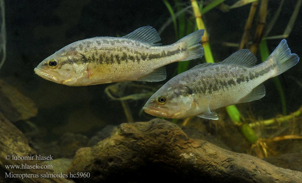 Micropterus salmoides hc5960