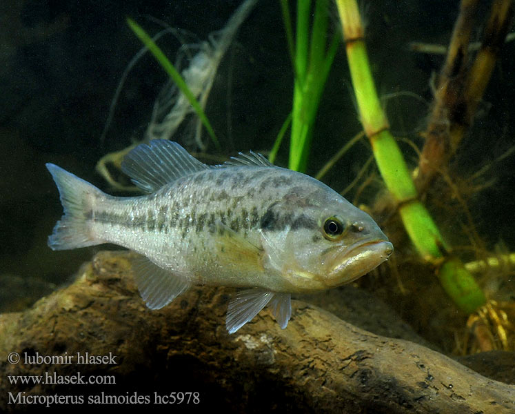 Micropterus salmoides hc5978