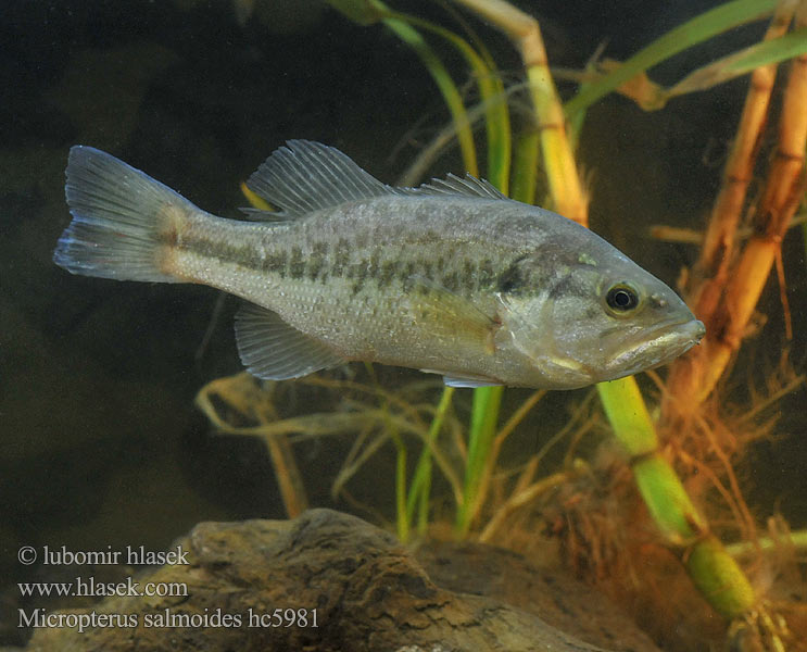 Micropterus salmoides hc5981