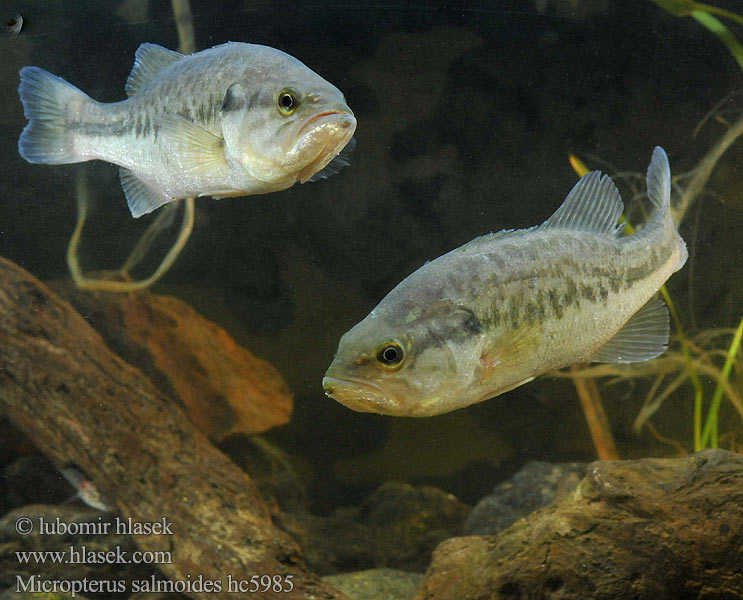 Largemouth Bass Micropterus salmoides